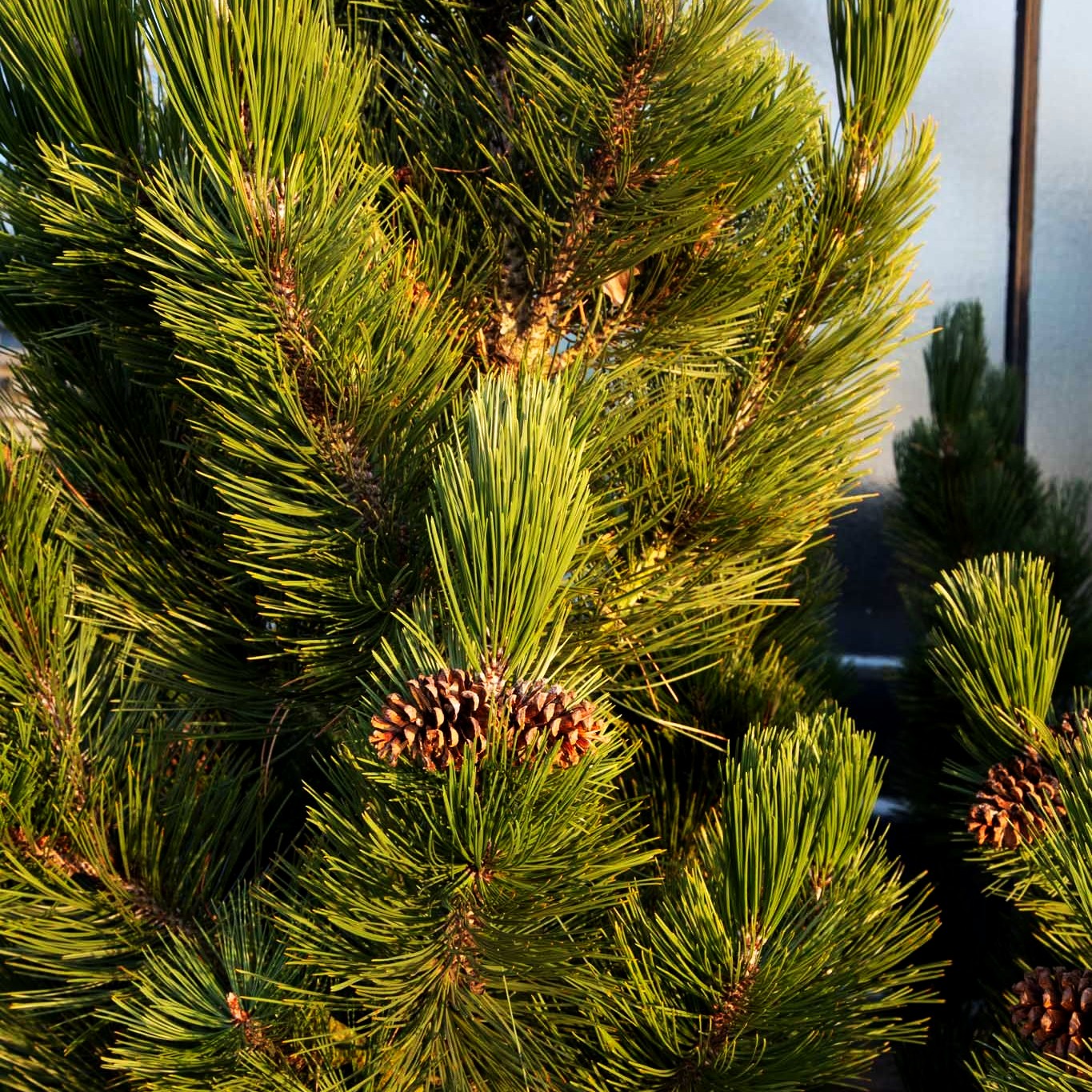 Kompakte Schlangenhaut-Kiefer 'Helmers Japan' (Pinus heldreichii)