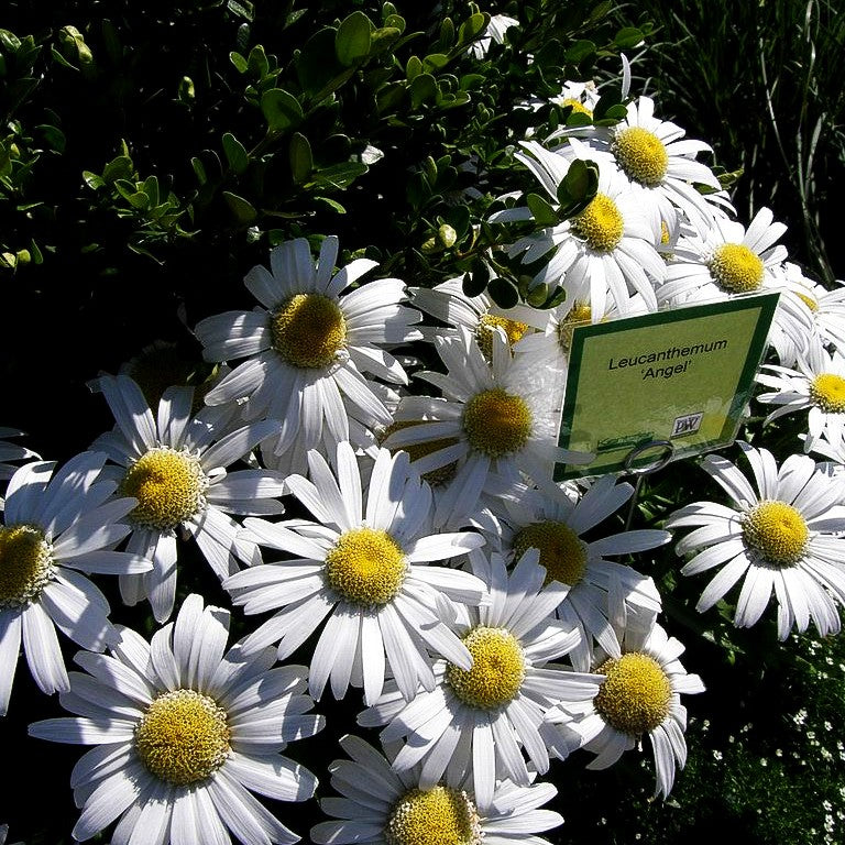 Kompakte Sommer-Margerite 'Angel' (Leucanthemum x superb.)