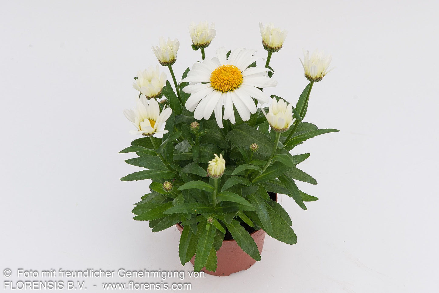 Kompakte Sommer-Margerite 'Snow Lady' (Leucanthemum x superb.)