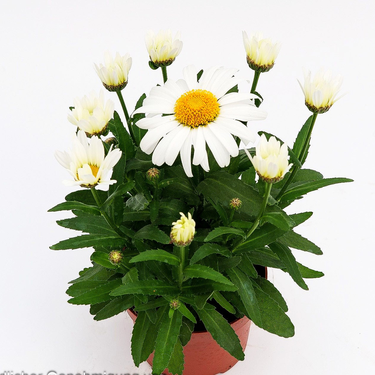 Kompakte Sommer-Margerite 'Snow Lady' (Leucanthemum x superb.)