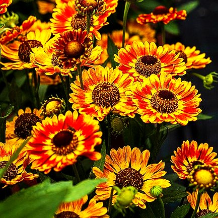Kompakte Sonnenbraut 'Fuego' (Helenium autum. Mariachi-Ser.)