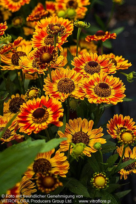 Kompakte Sonnenbraut 'Fuego' (Helenium autum. Mariachi-Ser.)