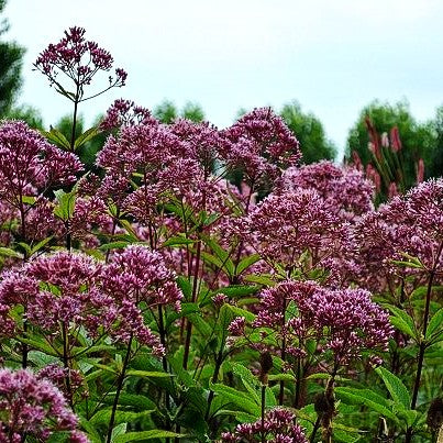Kompakter Gartendost 'Phantom' (Eupatorium fistulosum)