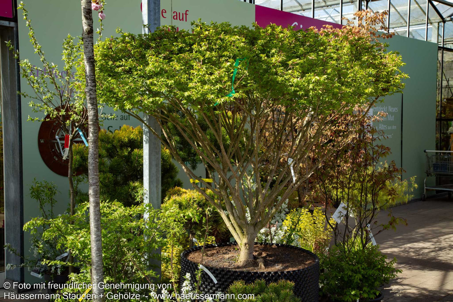 Kompakter Kork-Flügelstrauch 'Compactus' (Euonymus alatus)