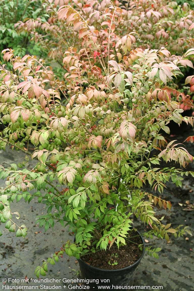Kompakter Kork-Flügelstrauch 'Compactus' (Euonymus alatus)
