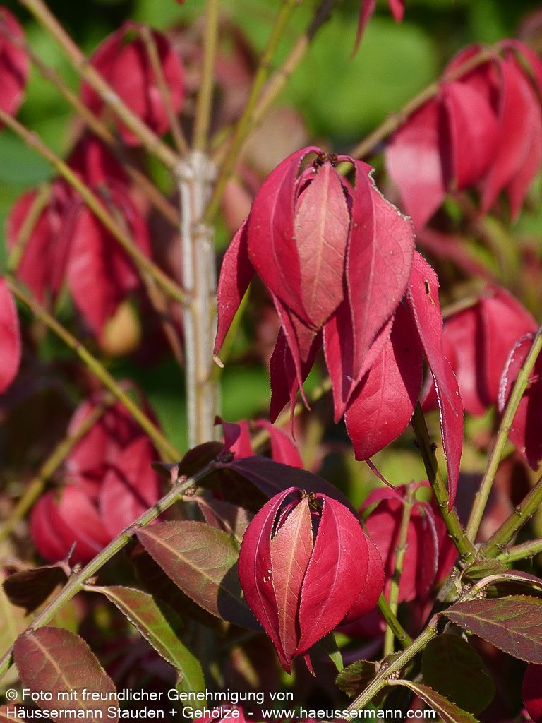 Kompakter Kork-Flügelstrauch 'Compactus' (Euonymus alatus)