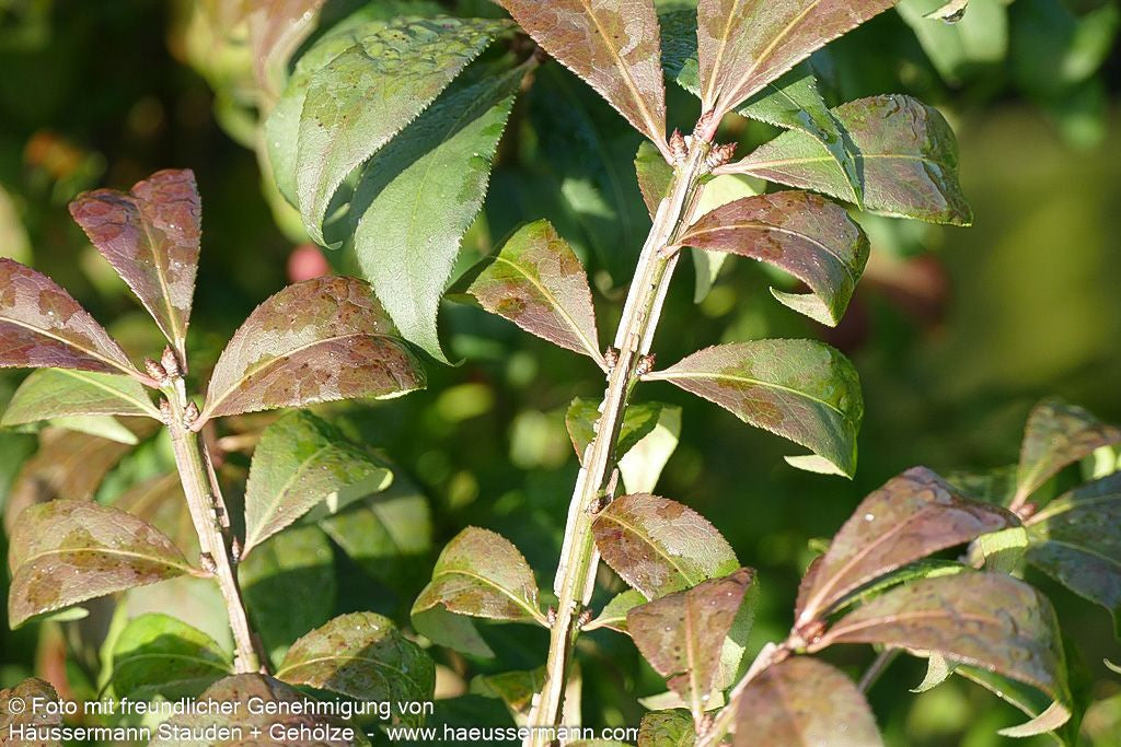 Kompakter Kork-Flügelstrauch 'Compactus' (Euonymus alatus)