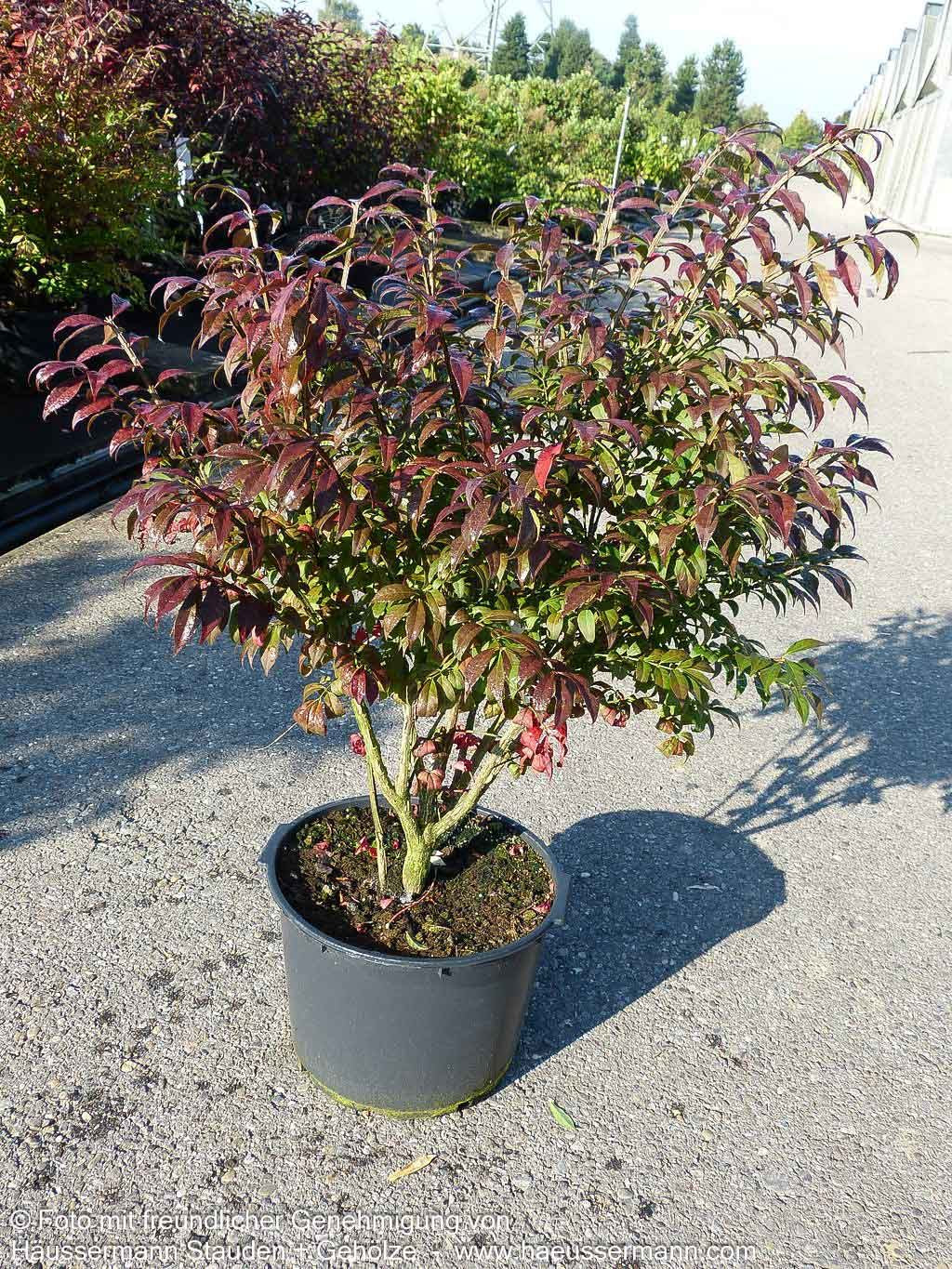 Kompakter Kork-Flügelstrauch 'Compactus' (Euonymus alatus)
