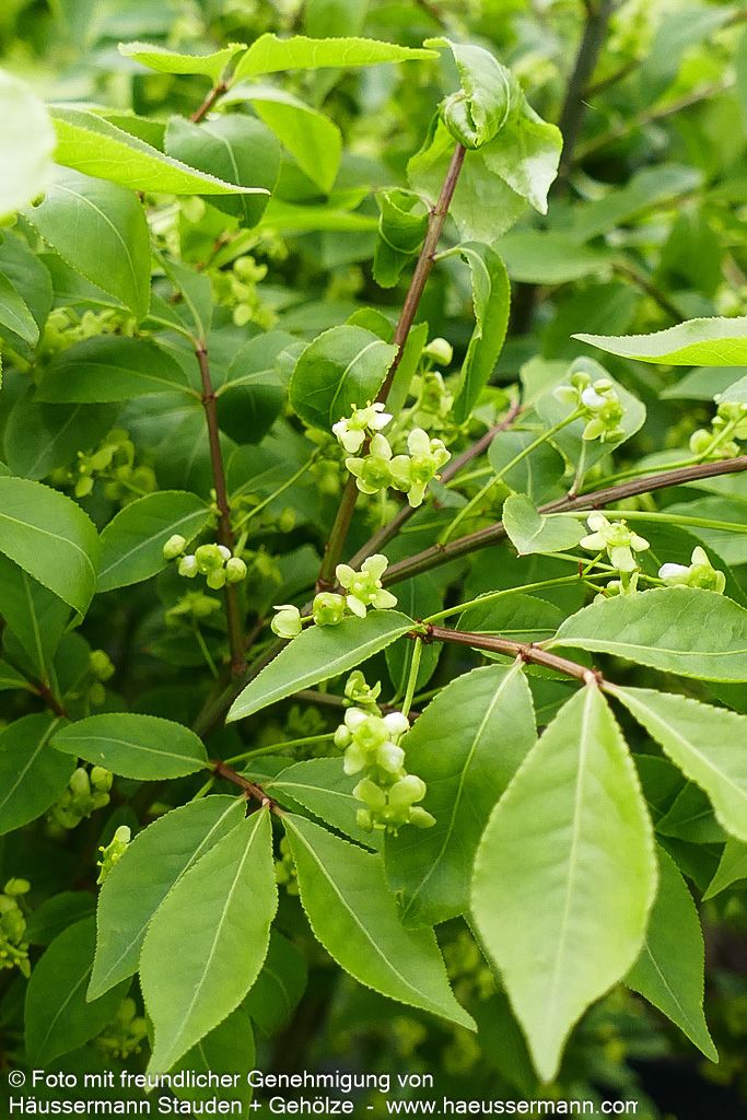Kompakter Kork-Flügelstrauch 'Compactus' (Euonymus alatus)