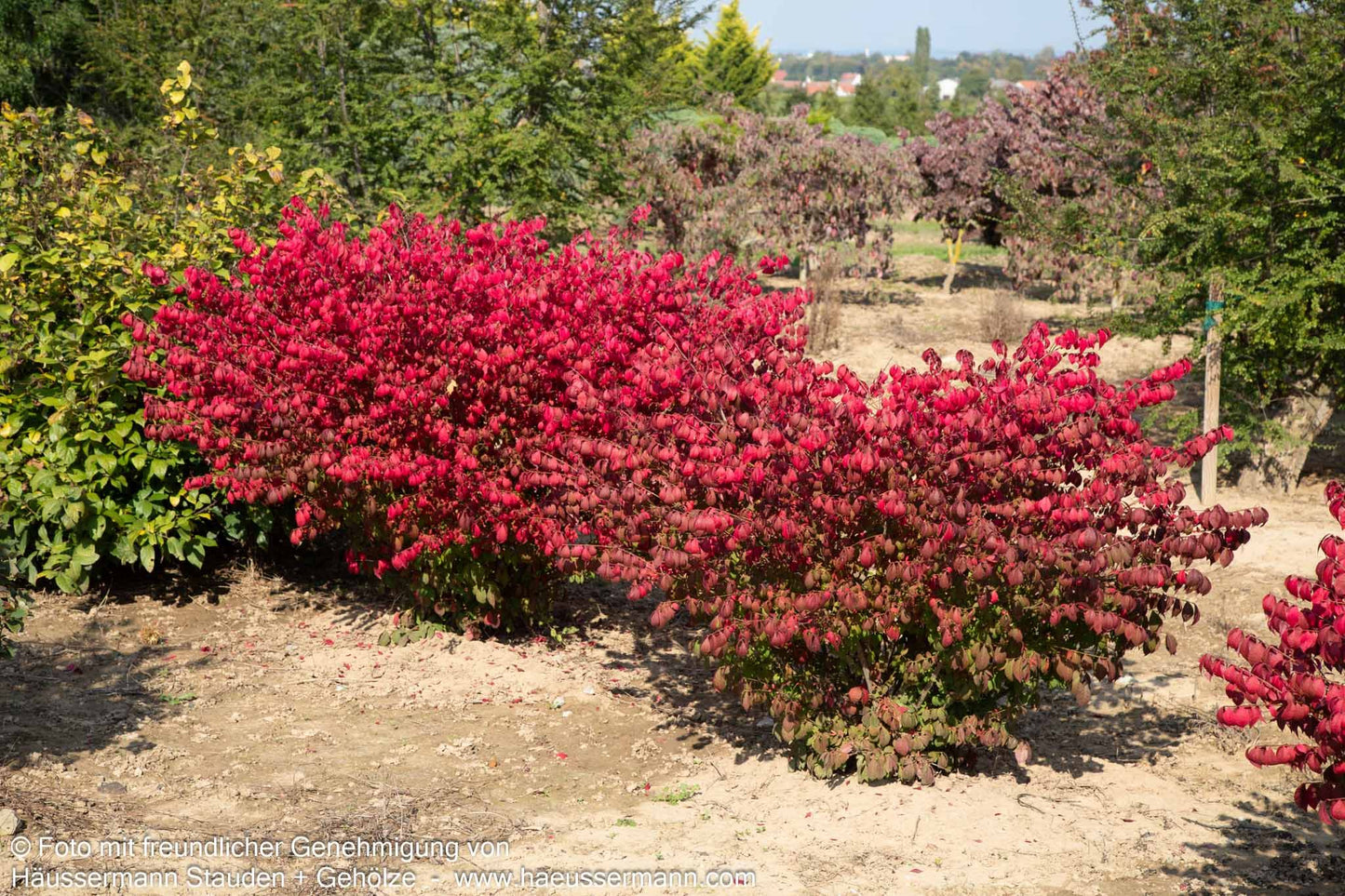 Kompakter Kork-Flügelstrauch 'Compactus' (Euonymus alatus)