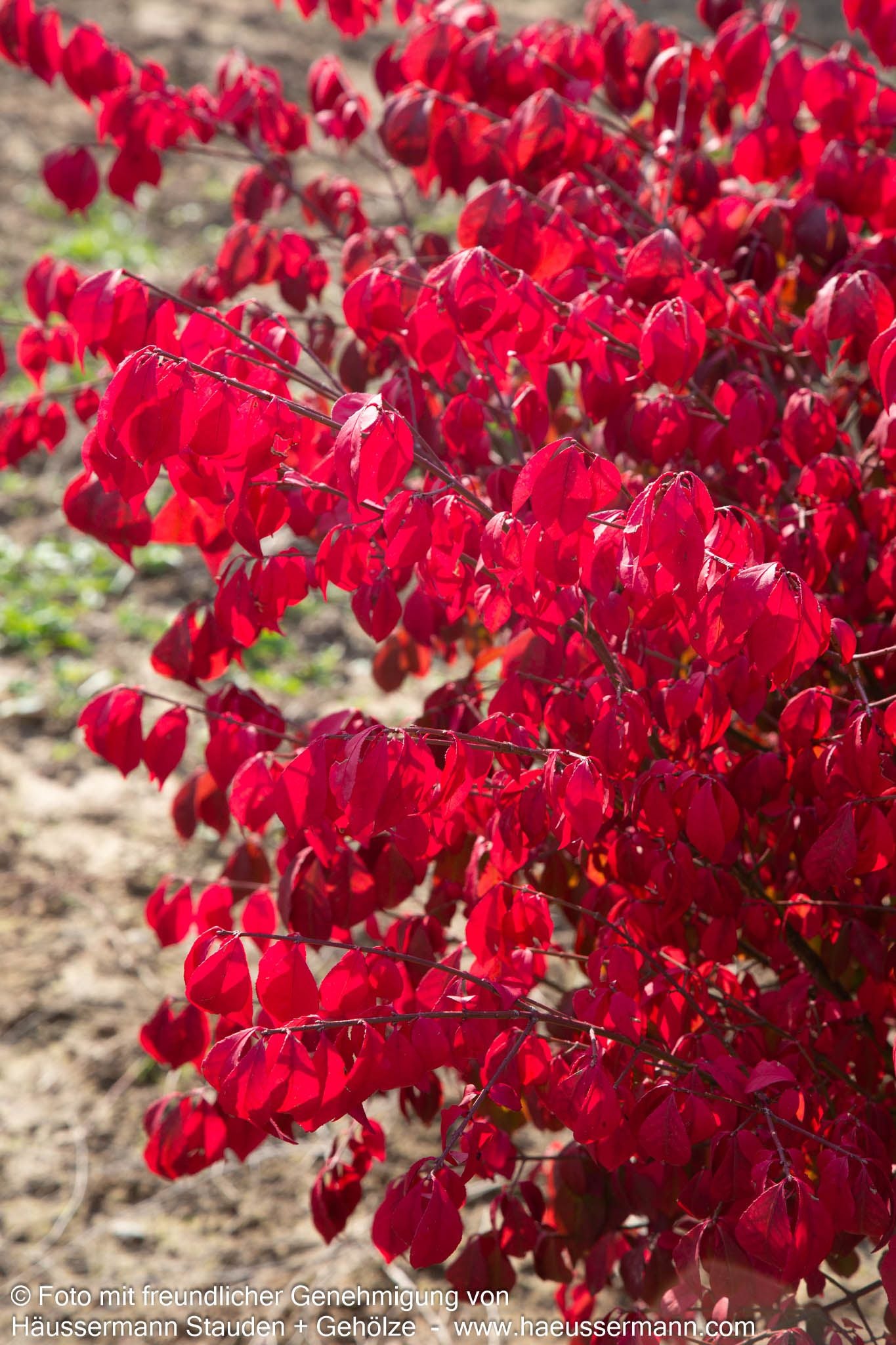 Kompakter Kork-Flügelstrauch 'Compactus' (Euonymus alatus)