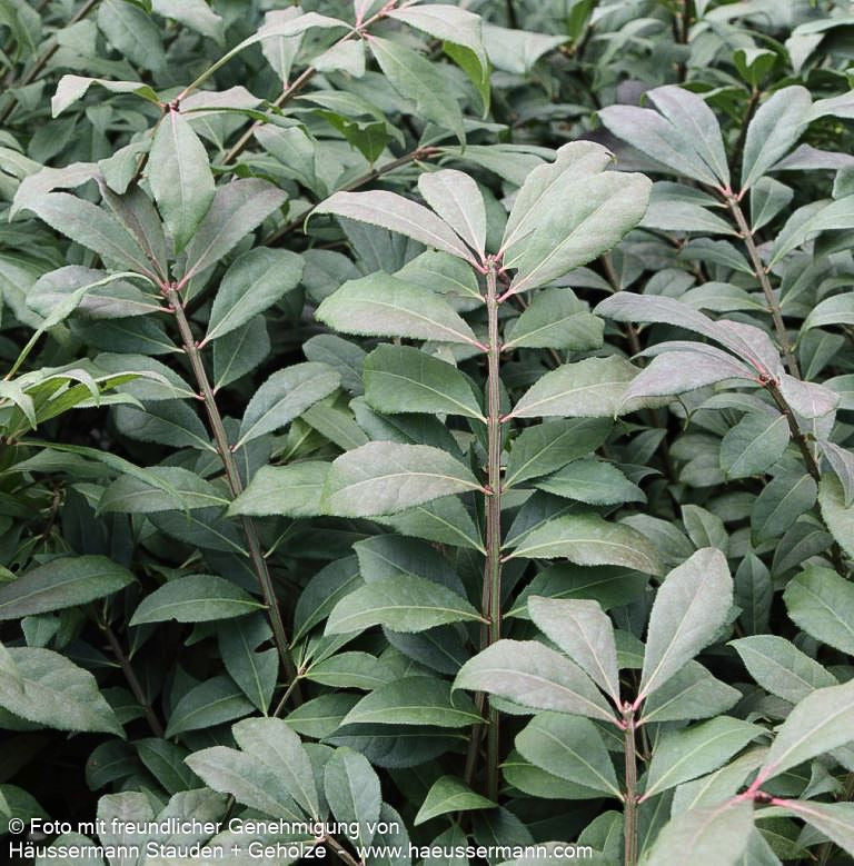Kompakter Kork-Flügelstrauch 'Compactus' (Euonymus alatus)