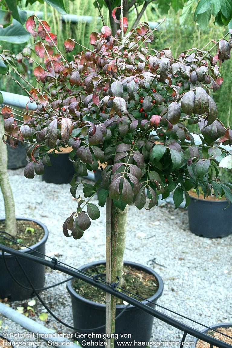 Kompakter Kork-Flügelstrauch 'Compactus' (Euonymus alatus)