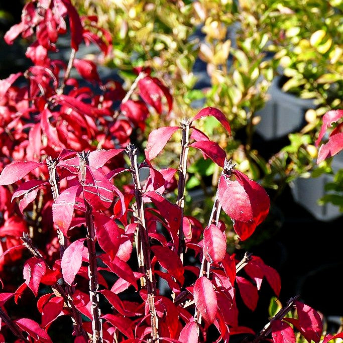 Kompakter Kork-Flügelstrauch 'Little Moses' (Euonymus alatus)