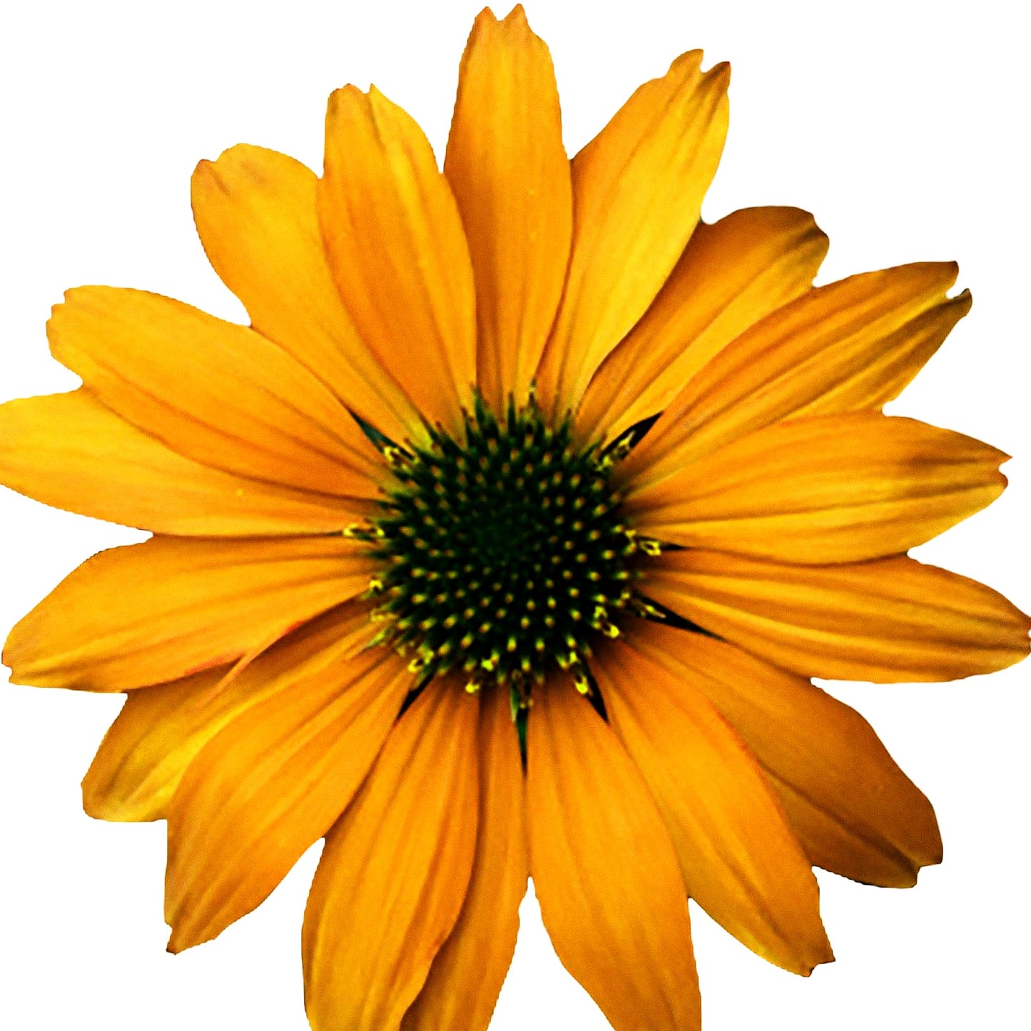 Kompakter Scheinsonnenhut 'Lakota Yellow' (Echinacea purpurea)