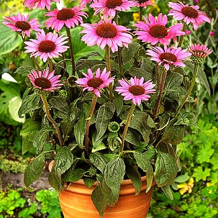 Kompakter Scheinsonnenhut 'Little Magnus' (Echinacea purpurea)