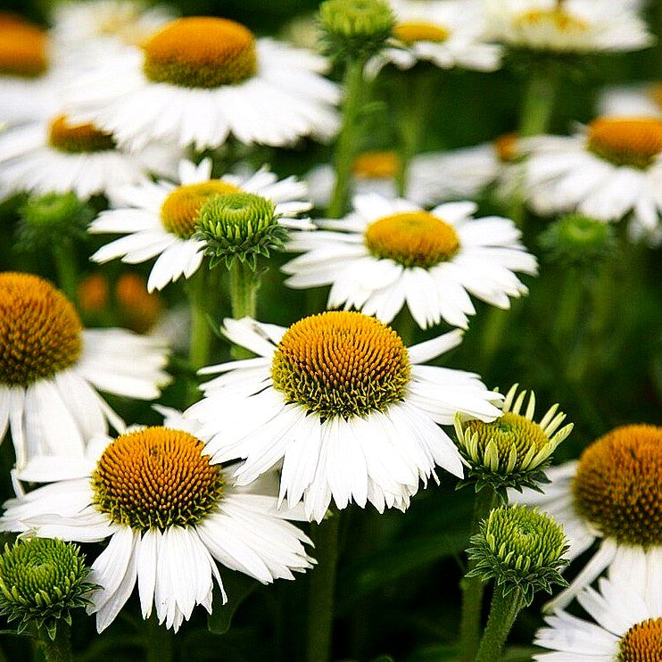 Kompakter Scheinsonnenhut 'Meditation White' (Echinacea purpurea)