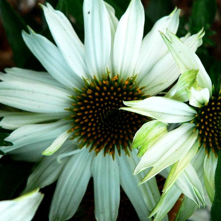 Kompakter Scheinsonnenhut 'Polar Breeze' (Echinacea purpurea)