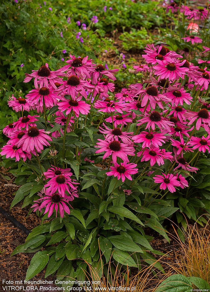 Kompakter Scheinsonnenhut 'Purple Emperor' (Echinacea purpurea)