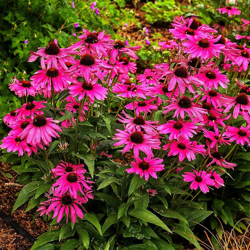 Kompakter Scheinsonnenhut 'Purple Emperor' (Echinacea purpurea)