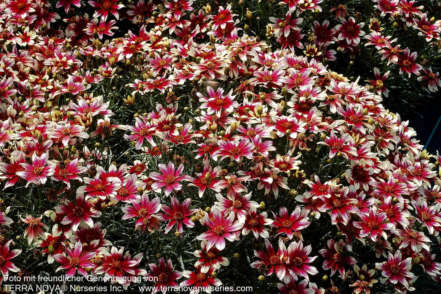 Kompaktes Mädchenauge 'Sunstar Rose' (Coreopsis verticillata)