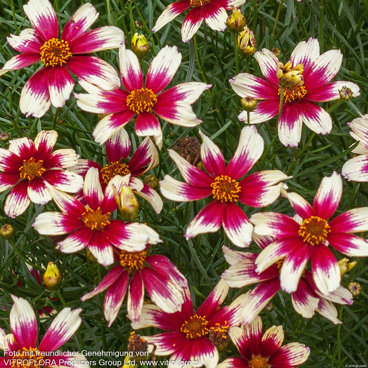 Kompaktes Mädchenauge 'Sunstar Rose' (Coreopsis verticillata)