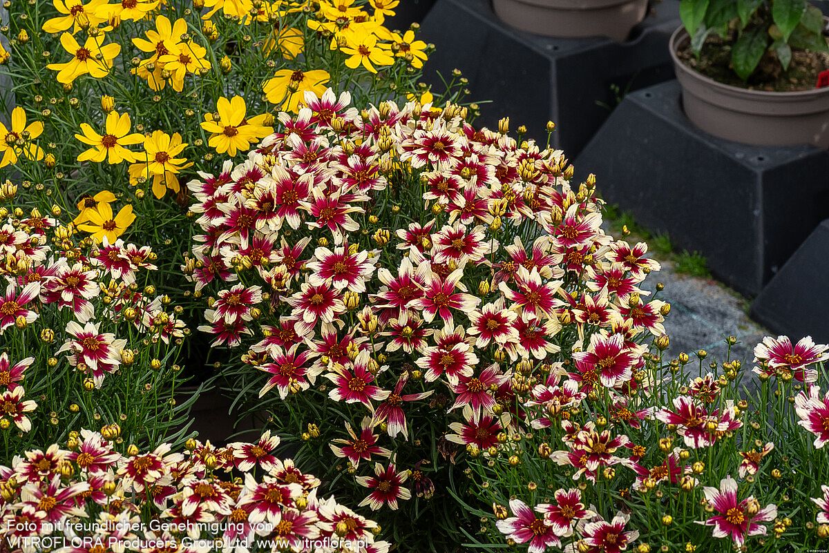 Kompaktes Mädchenauge 'Sunstar Rose' (Coreopsis verticillata)