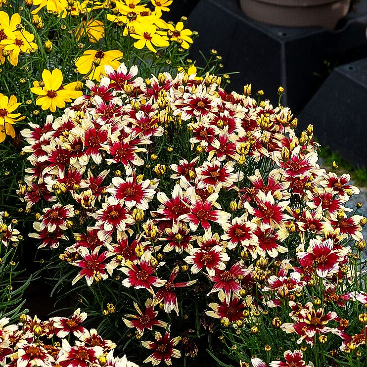 Kompaktes Mädchenauge 'Sunstar Rose' (Coreopsis verticillata)