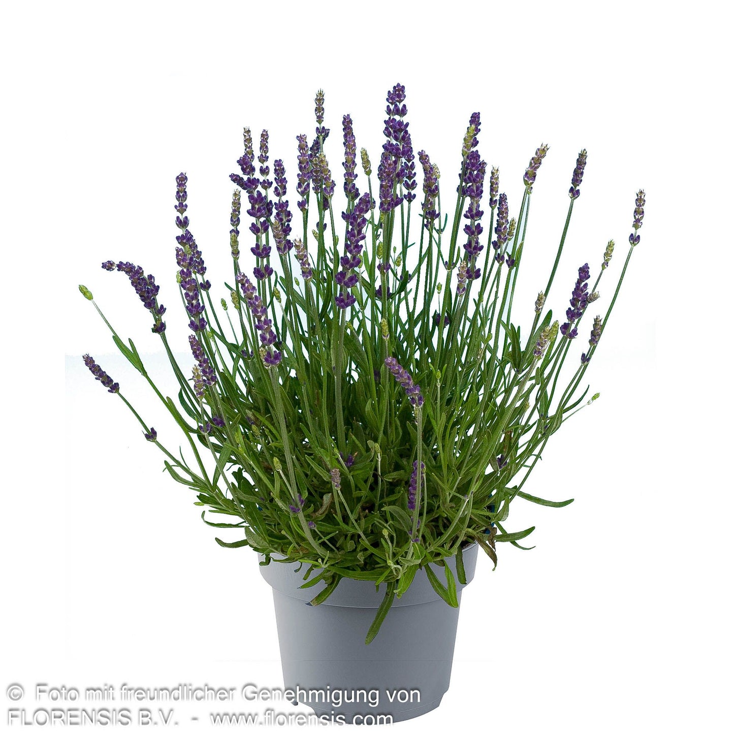 Kompaktwachsender Lavendel 'Anna' (Lavandula angustifolia)