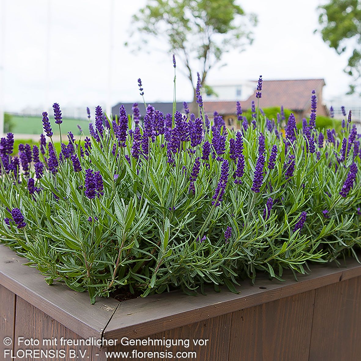 Kompaktwachsender Lavendel 'Anna' (Lavandula angustifolia)