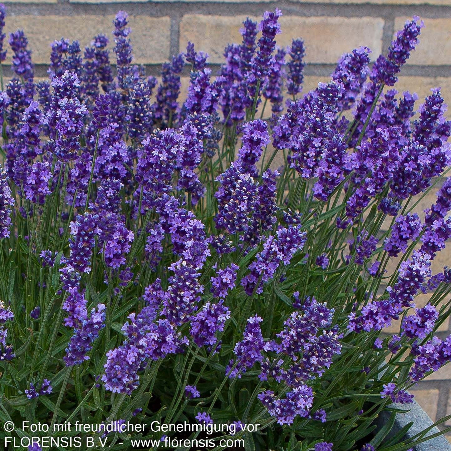 Kompaktwachsender Lavendel 'Anna' (Lavandula angustifolia)