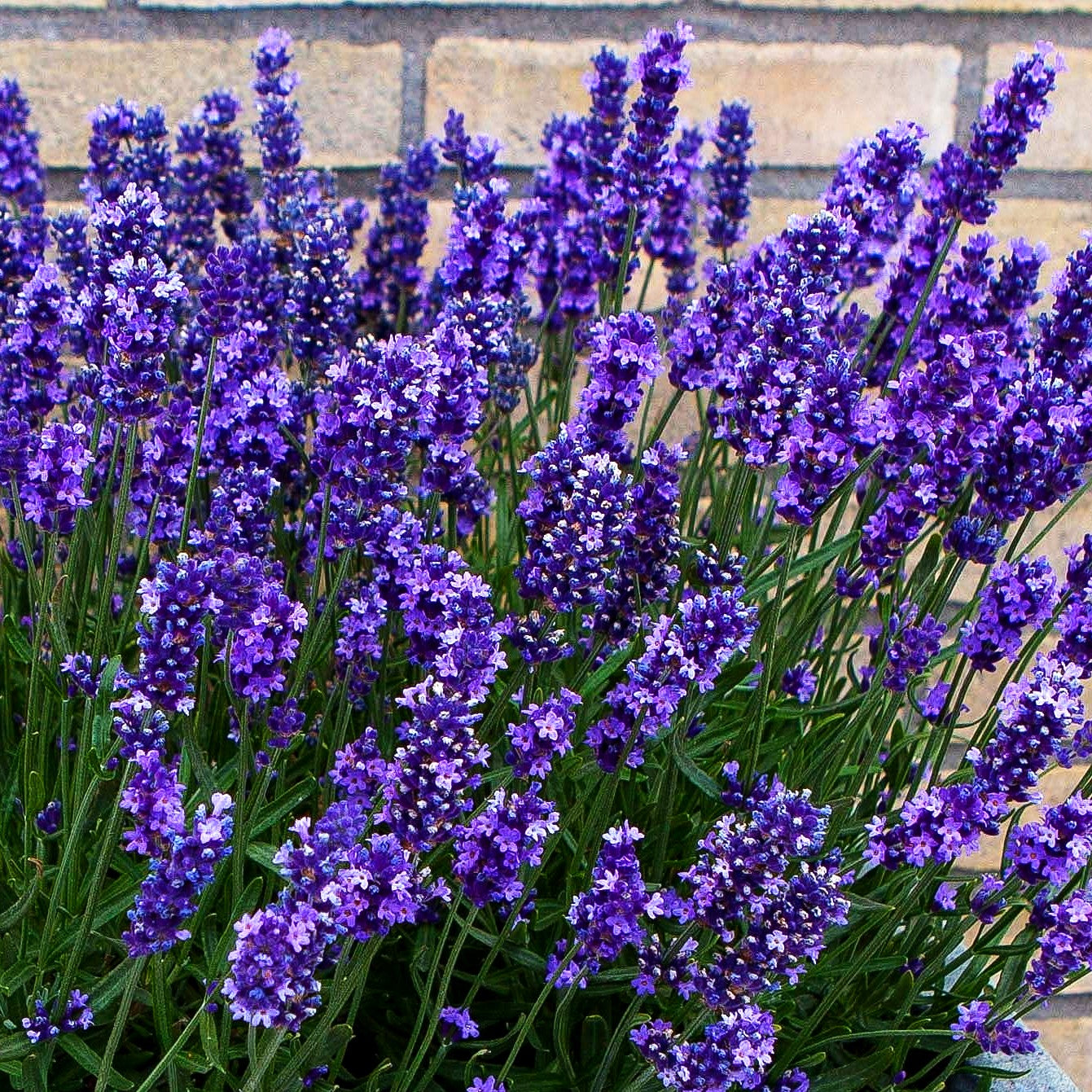 Kompaktwachsender Lavendel 'Anna' (Lavandula angustifolia)