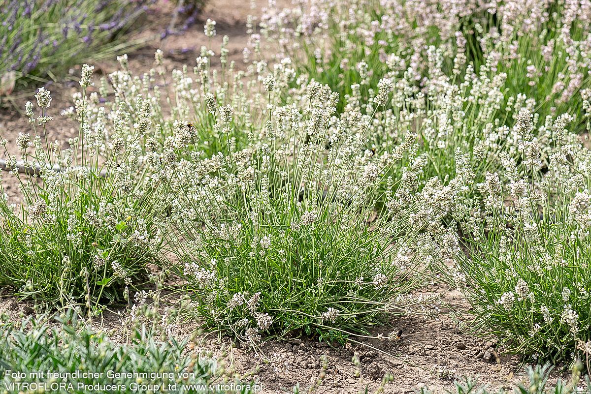 Kompaktwachsender Lavendel 'Arctic Snow' (Lavandula angustifolia)