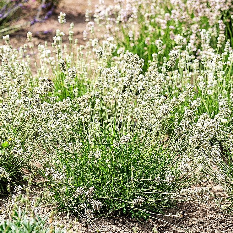 Kompaktwachsender Lavendel 'Arctic Snow' (Lavandula angustifolia)