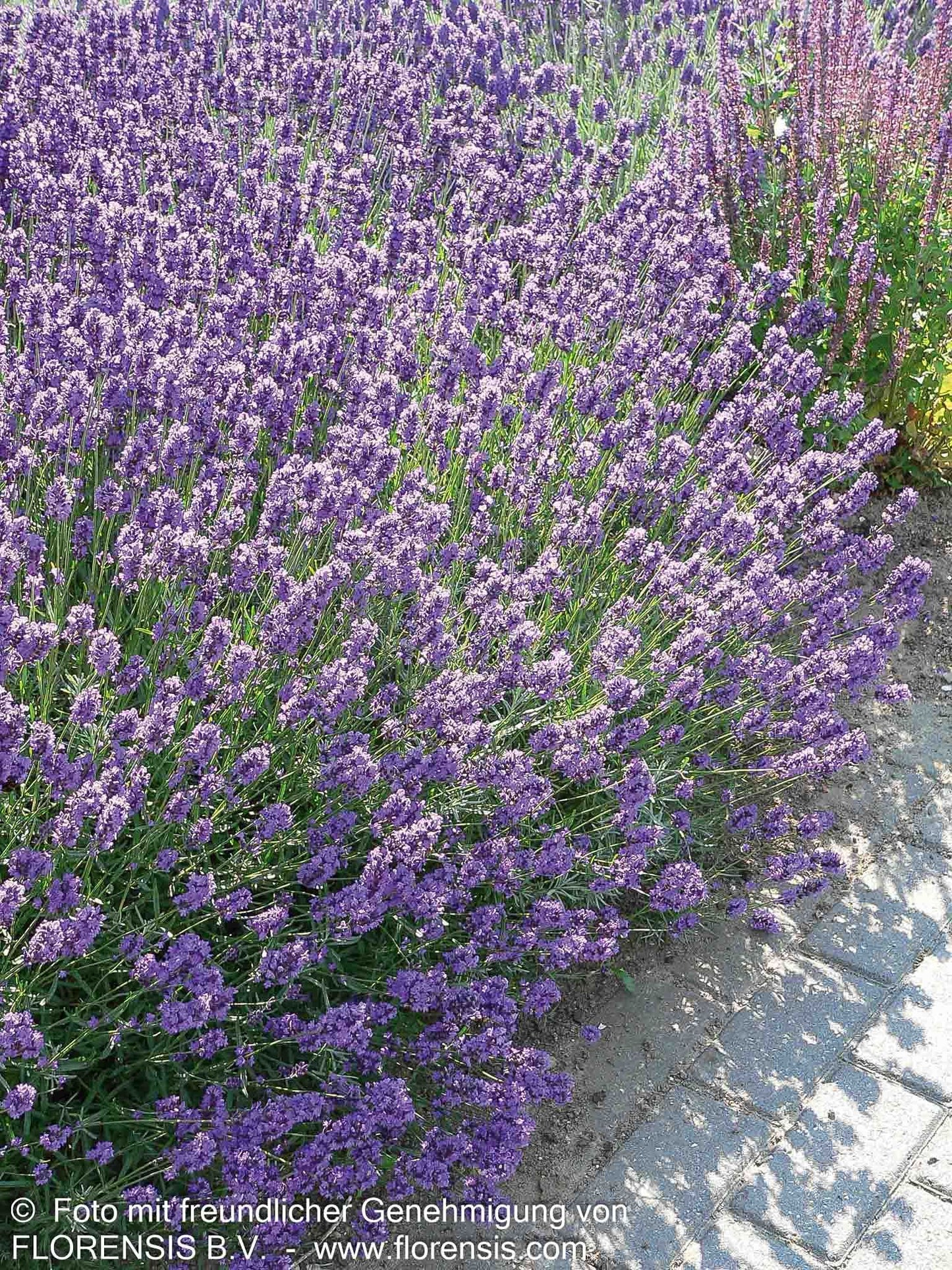 Kompaktwachsender Lavendel 'Dwarf Blue' (Lavandula angustifolia)