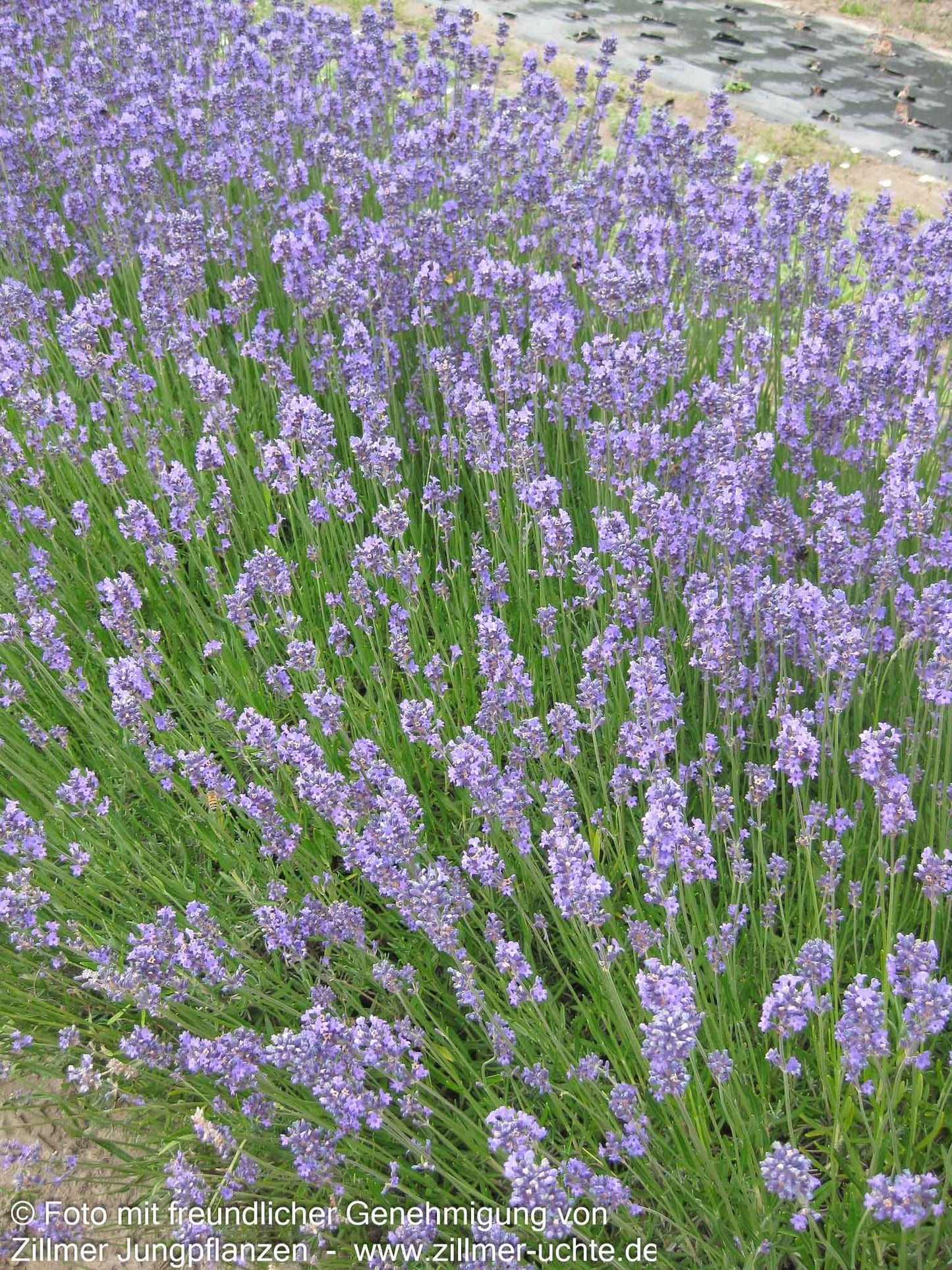 Kompaktwachsender Lavendel 'Dwarf Blue' (Lavandula angustifolia)