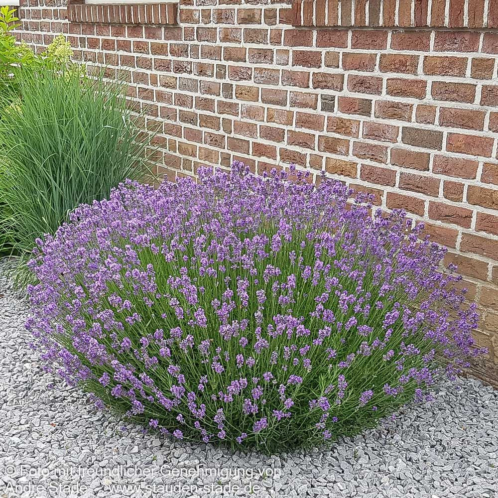 Kompaktwachsender Lavendel 'Dwarf Blue' (Lavandula angustifolia)