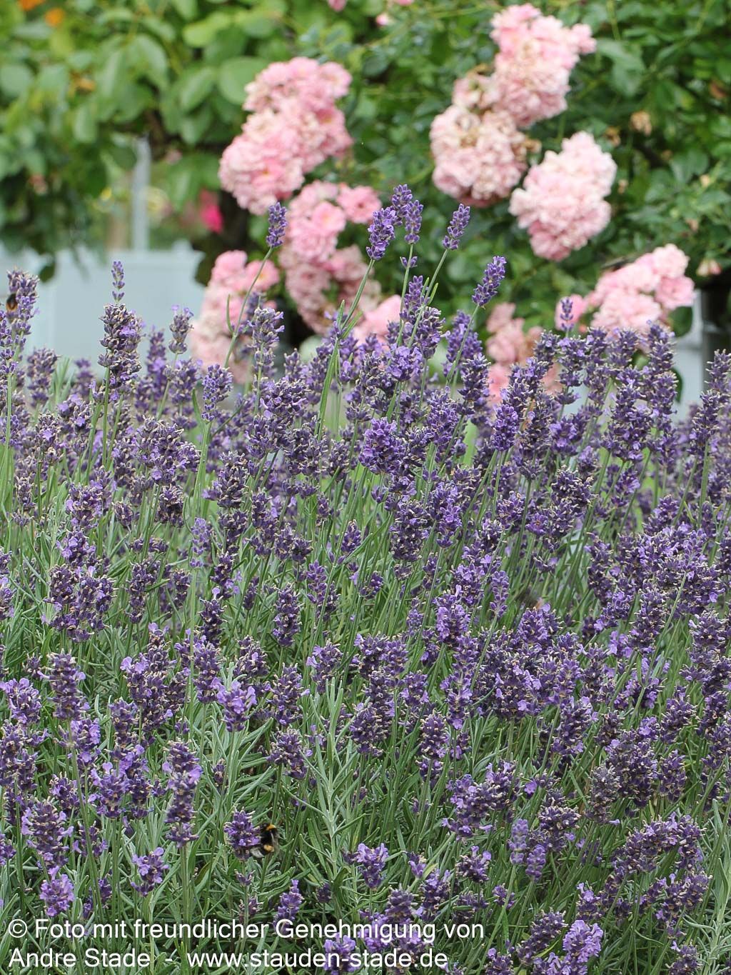 Kompaktwachsender Lavendel 'Dwarf Blue' (Lavandula angustifolia)