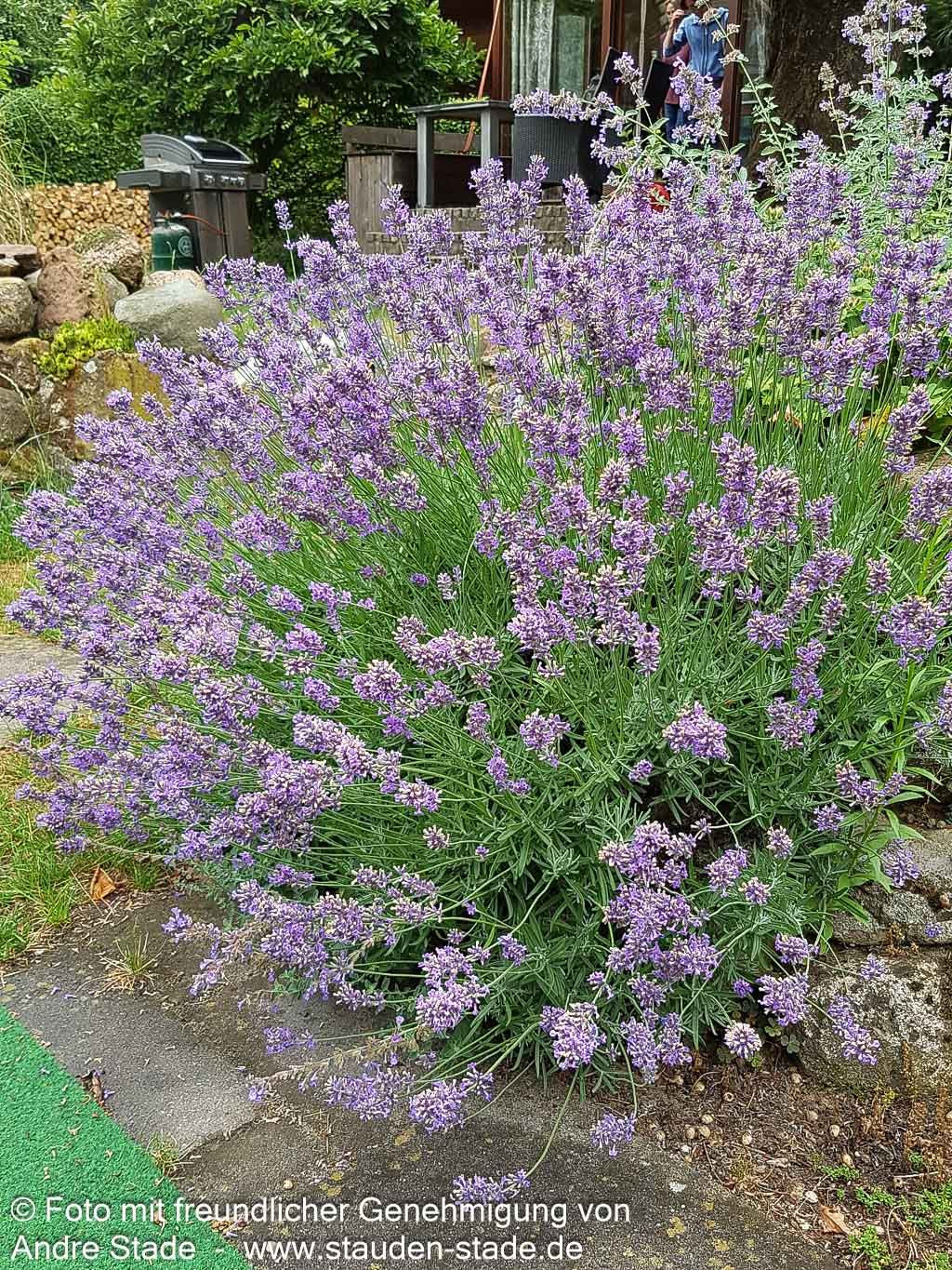 Kompaktwachsender Lavendel 'Dwarf Blue' (Lavandula angustifolia)