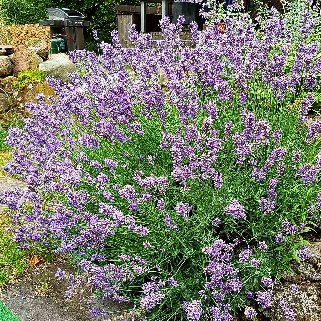 Kompaktwachsender Lavendel 'Dwarf Blue' (Lavandula angustifolia)