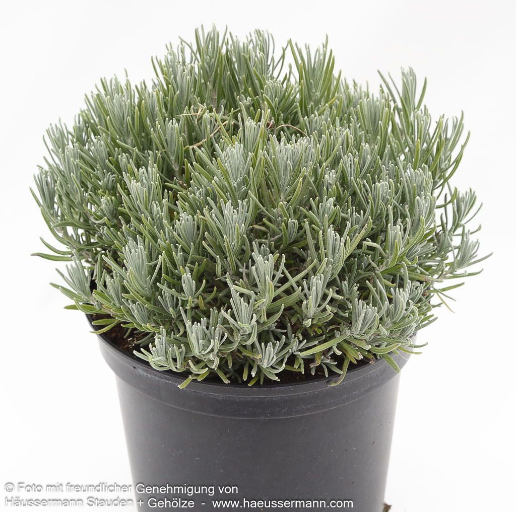 Kompaktwachsender Lavendel 'Dwarf Blue' (Lavandula angustifolia)
