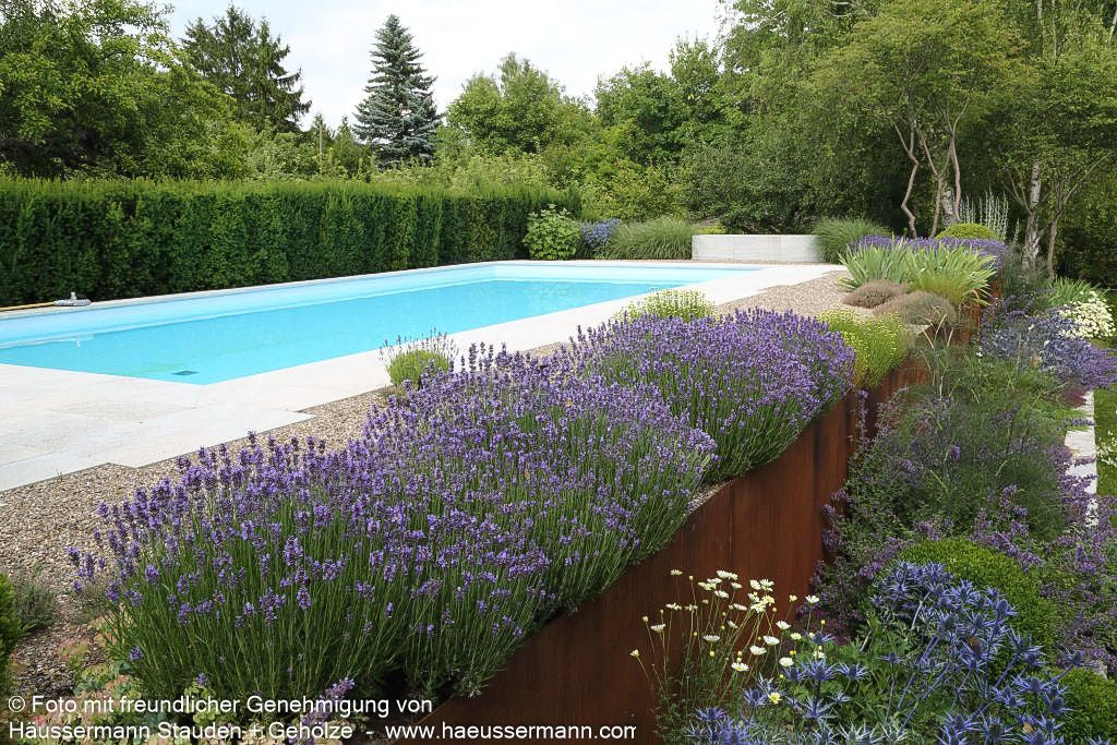 Kompaktwachsender Lavendel 'Dwarf Blue' (Lavandula angustifolia)
