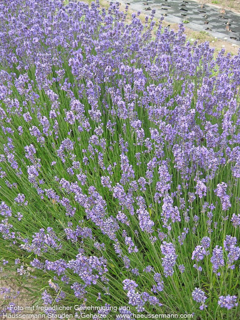 Kompaktwachsender Lavendel 'Dwarf Blue' (Lavandula angustifolia)