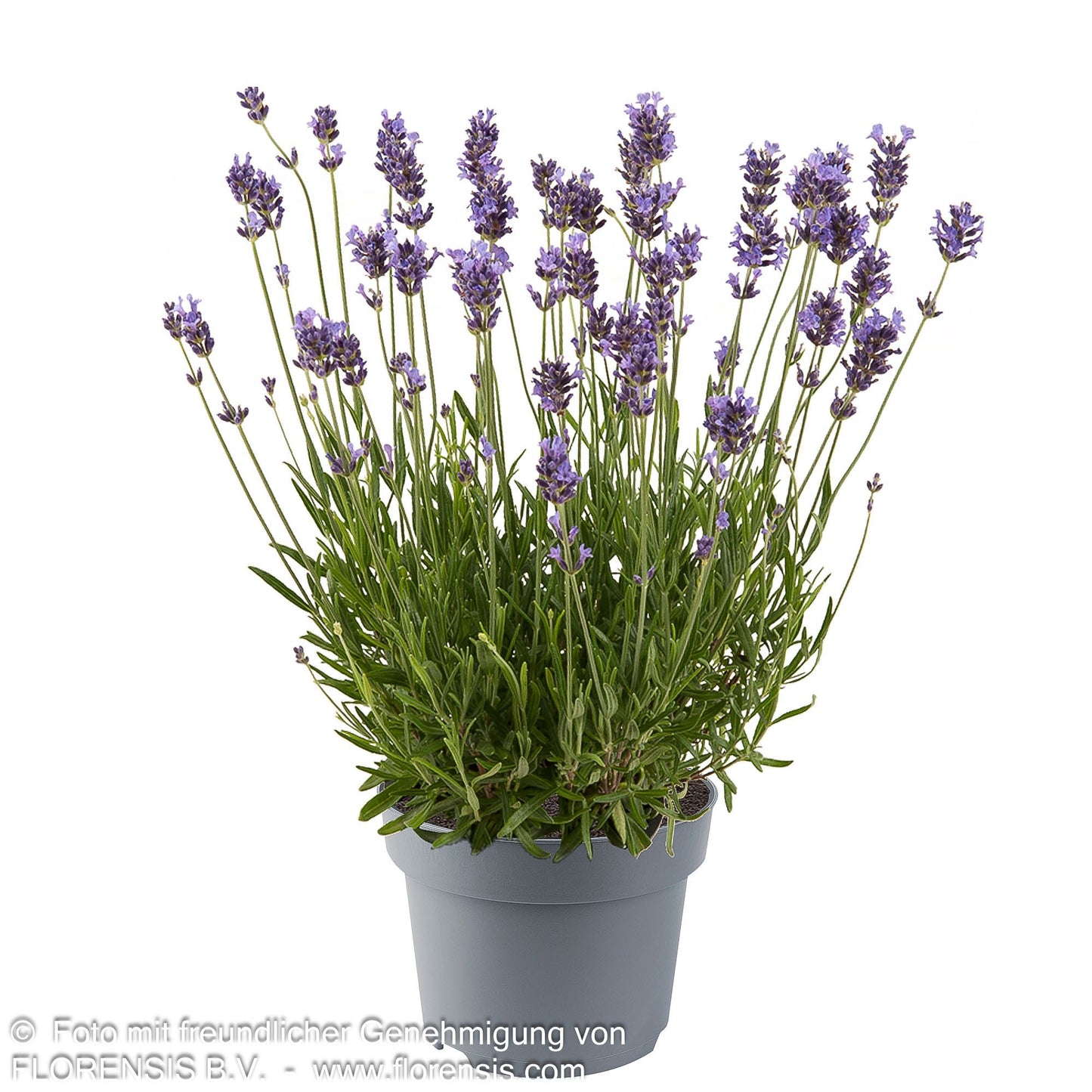Kompaktwachsender Lavendel 'Dwarf Blue' (Lavandula angustifolia)