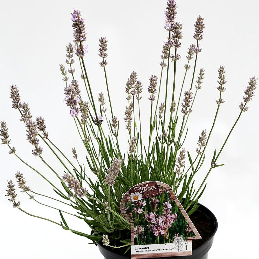 Kompaktwachsender Lavendel 'Miss Katherine' (Lavandula angustifolia)