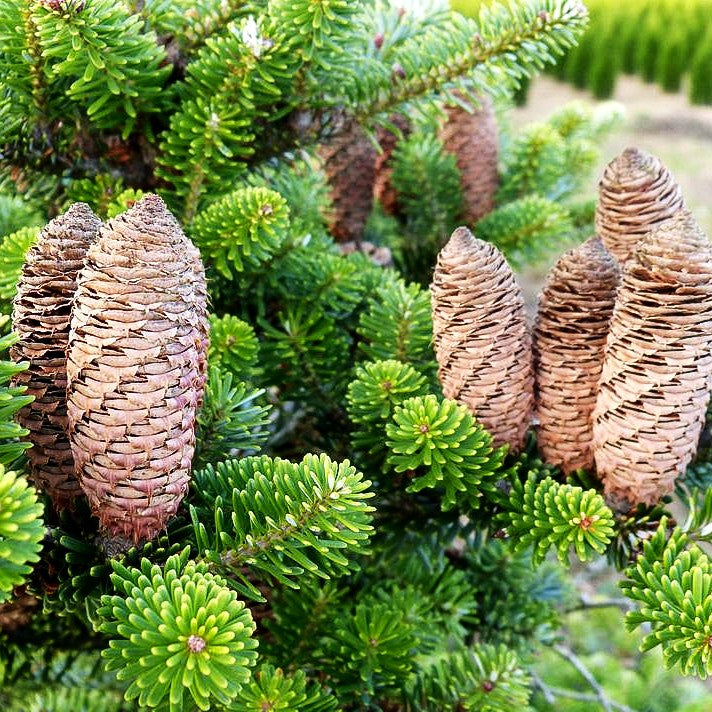Korea-Tanne (Abies koreana)