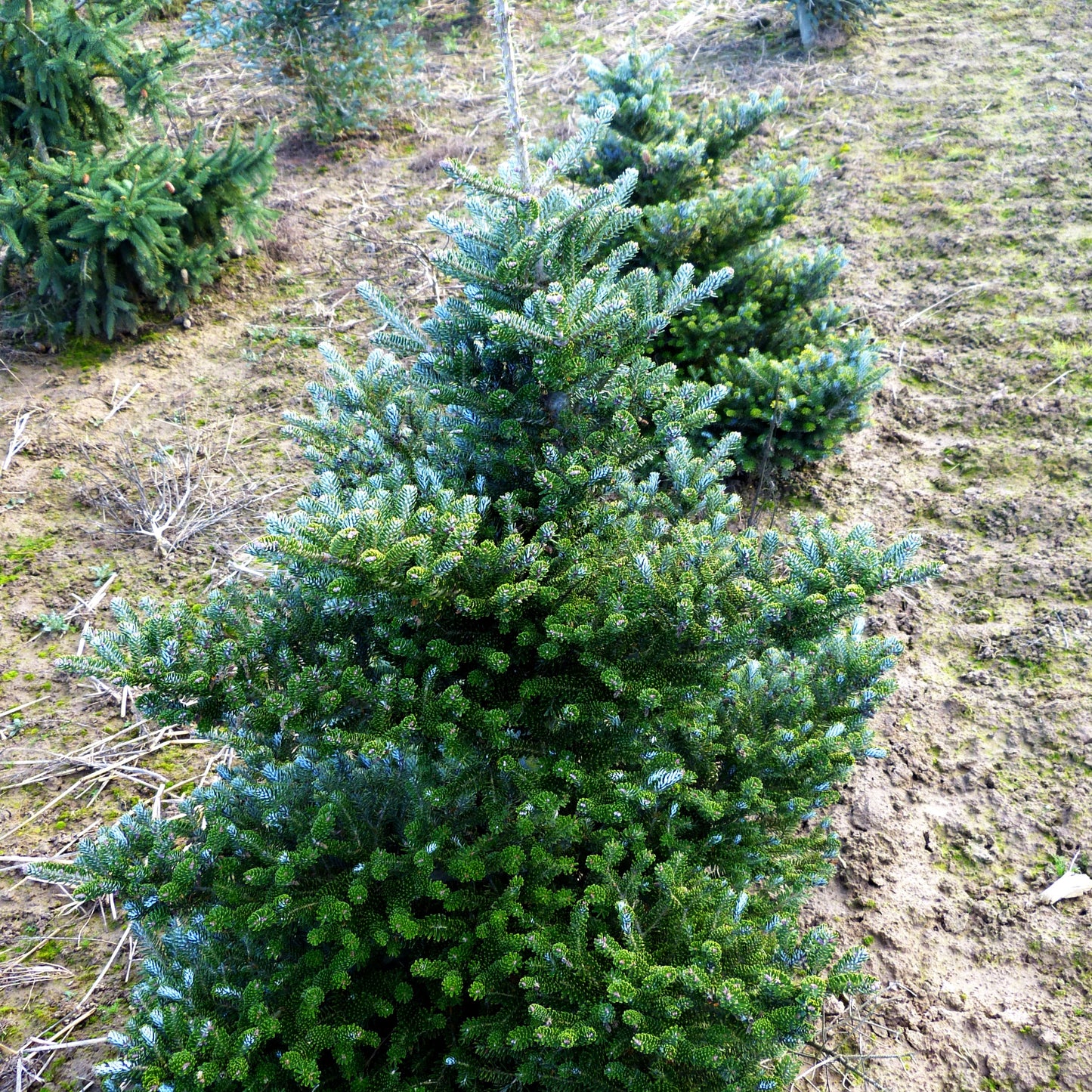 Korea-Tanne 'Molli' (Abies koreana)