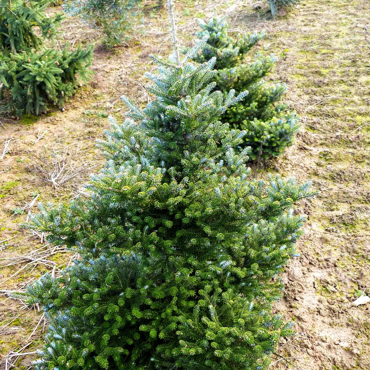Korea-Tanne 'Molli' (Abies koreana)