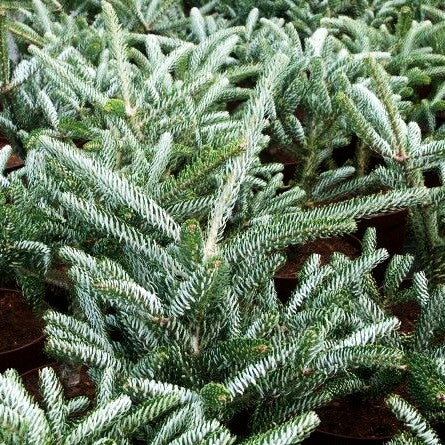 Korea-Tanne 'Silver Star' (Abies koreana)
