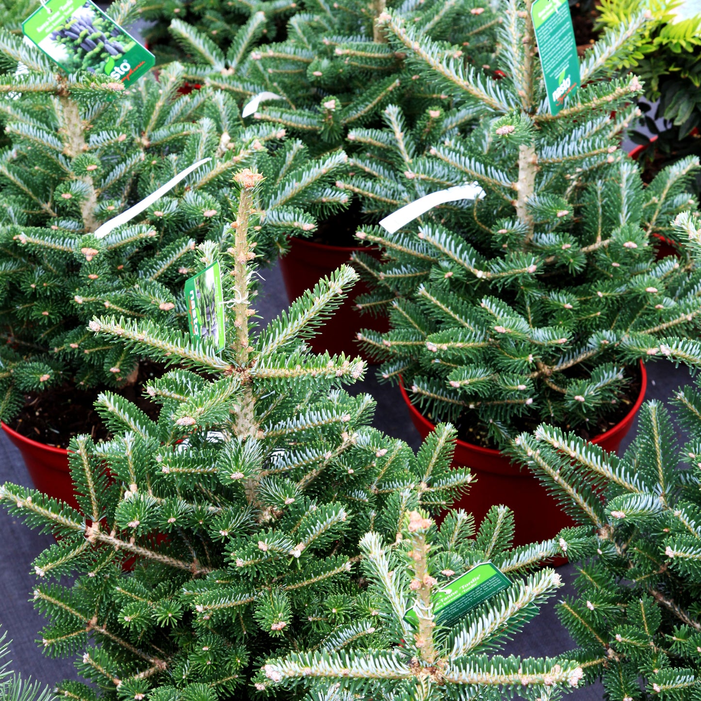 Korea-Tanne 'Tordis' (Abies koreana)